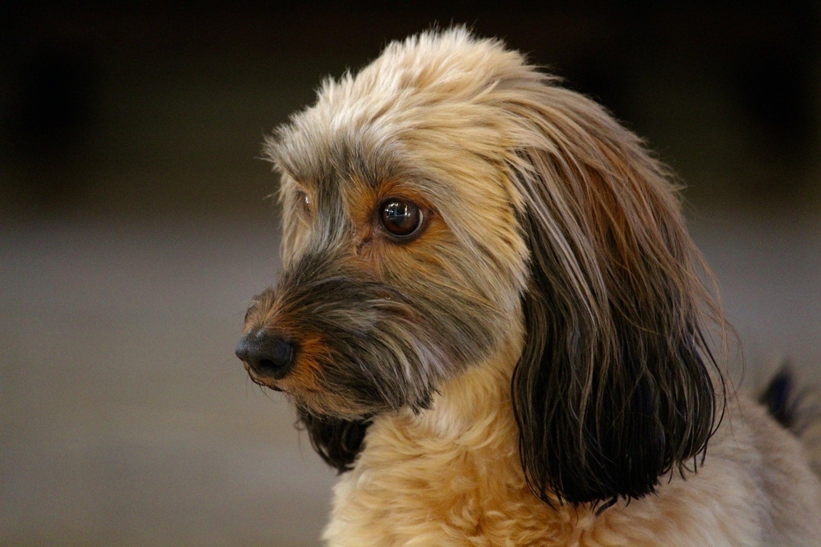 Cute Images Induce Careful Behavioral Tendencies