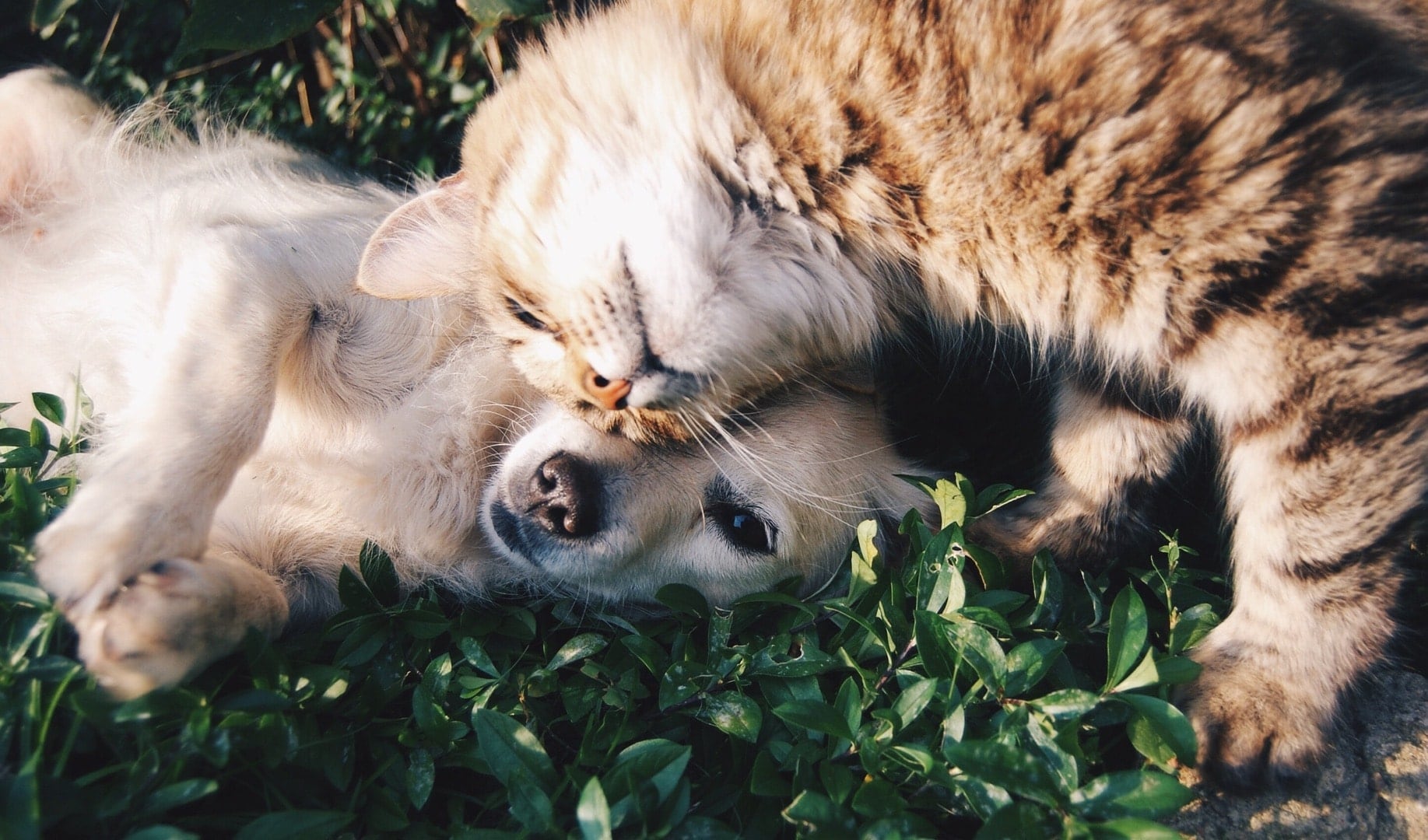 Cute Images Induce Careful Behavioral Tendencies